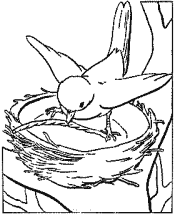bird coloring pages