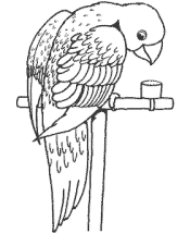 bird coloring page