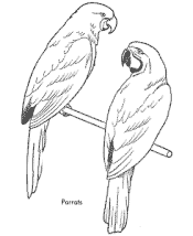 bird coloring page