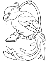 bird coloring pages