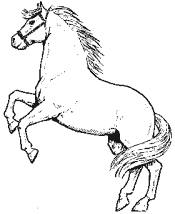 horse coloring pages