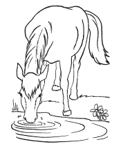 horses coloring pages