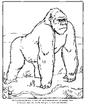 animal coloring pages