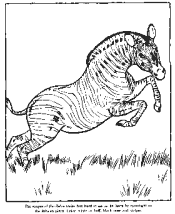 zoo coloring pages