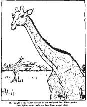 zoo coloring pages