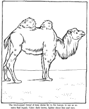 zoo coloring pages