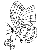 butterfly coloring pages