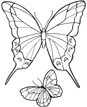 butterfly coloring pages