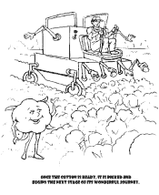cotton coloring pages
